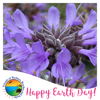 Purple sage photographed against a white background with the Friends of Harbors, Beaches and Parks logo on the bottom left and the words "Happy Earth Day" in pink font across the bottom.