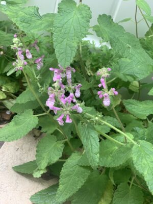 Hedge Nettle is an aromatic herb native to Southern California